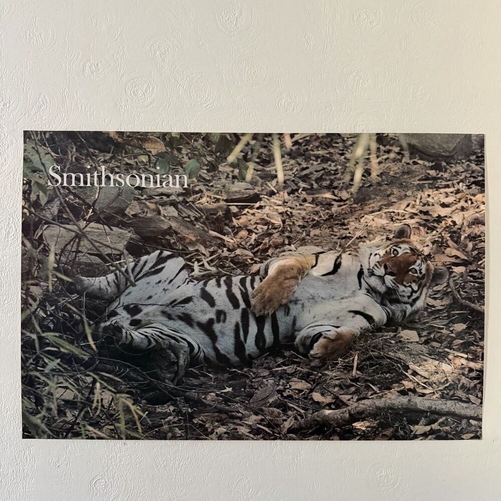 Smithsonian Poster Tiger Original 1978 Photo By Peter F. R. Jackson Large 22x33